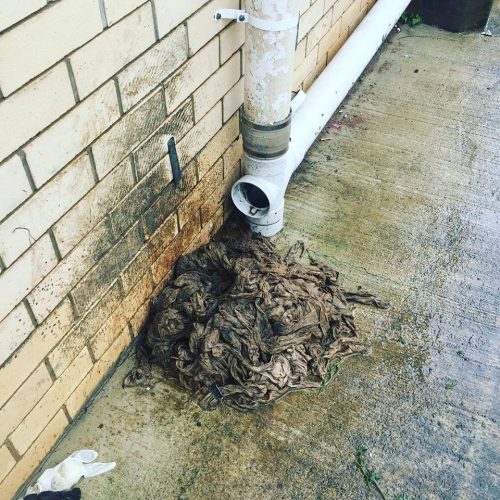 Sydney blocked drains