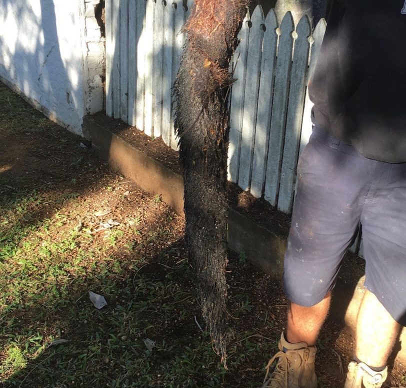 Tree Root Removal Services Near Me in Sydney